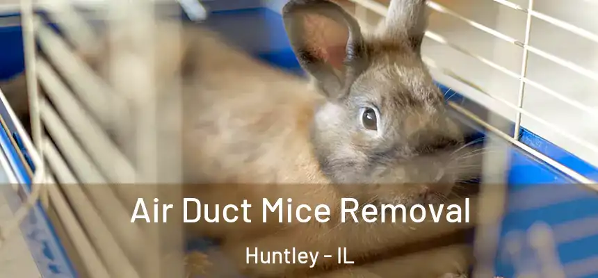  Air Duct Mice Removal Huntley - IL